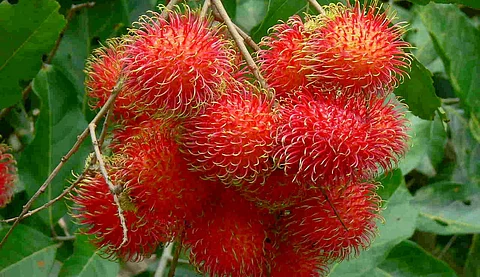 Do you know the health benefits of rambutan fruit?