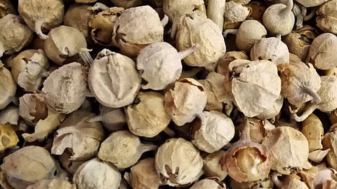 Paneer flower decoction helps control diabetes