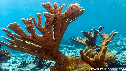 Illegal mining of coral reefs.