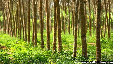 Farmers destroying rubber trees.