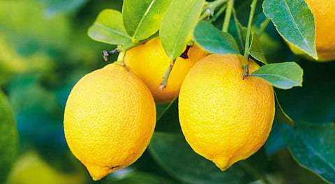 Not just for lemon pickles; Did you know that it is also good for health?