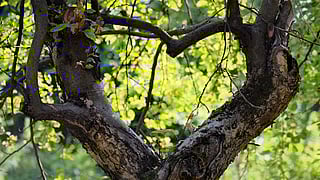 Nature loving Indians