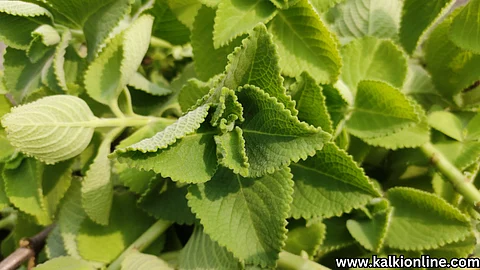 Karpooravalli health benefits