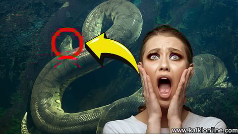 Giant Anaconda Found in Amazon Jungle!