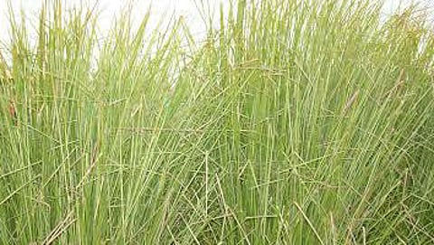 தர்பைப் புல்