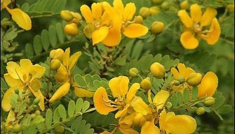 Medicinal glories of the mesmerizing yellow Aavaram flower