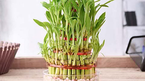 Do you know what items are kept in the house for good luck?