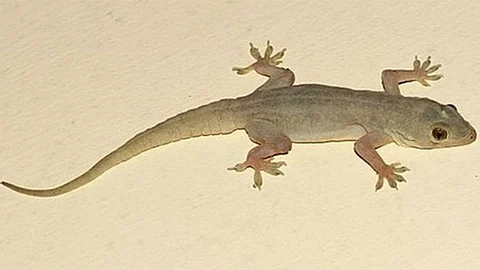 Is falling a lizard lucky? Is it bad?
