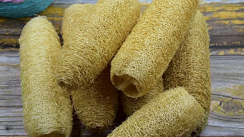 லூஃபா ஸ்பாஞ்ச்...