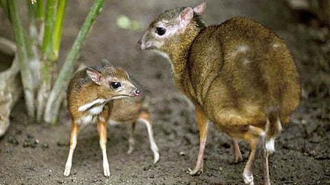 எலிமான்கள்...