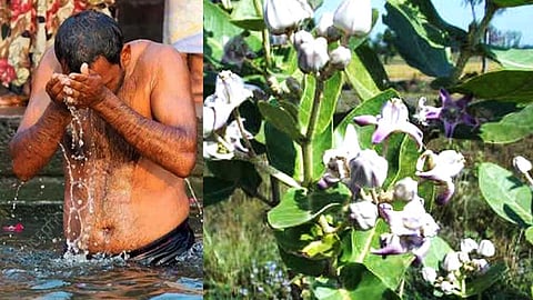 ரதசப்தமி – எருக்கம் இலைகளை வைத்துக்கொண்டு நீராடுவது ஏன்?