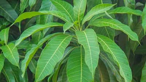 Magnificent medicinal properties of mango leave