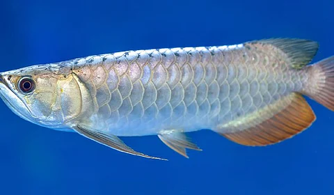 Can Vastu Fish Farming Generate Income?