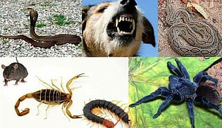 விஷஜந்துக்கள்