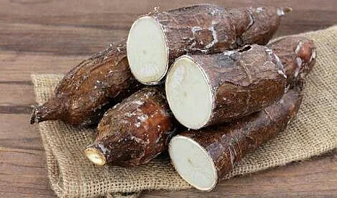 Do you know the greatness hidden in tapioca?