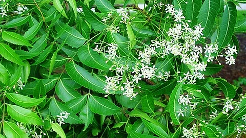 வேப்பம் பூ