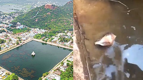 Sangu was born after 12 years in the pond of Thirukkalukunram Vedakriswarar temple!