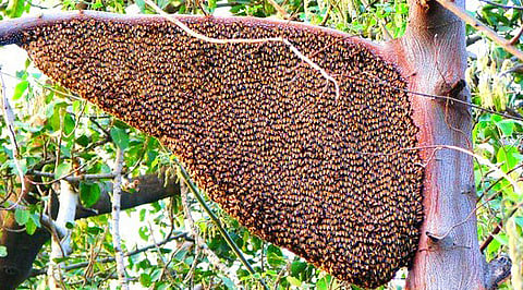 Do you know the effort of bees to collect a drop of honey?