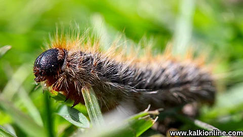 caterpillar