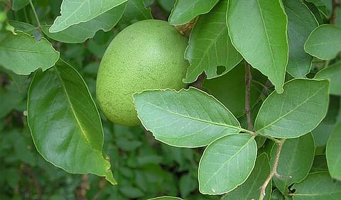 Medicinal benefits of vilvam leaf