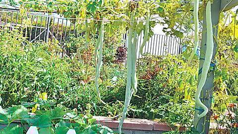 Some simple ideas to keep trees, plants and vines from wilting in summer