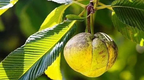Do you know what elephant apple is?