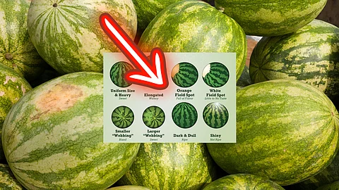 How to pick ripe watermelon?