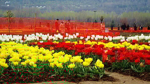 துலிப் மலர்கள்