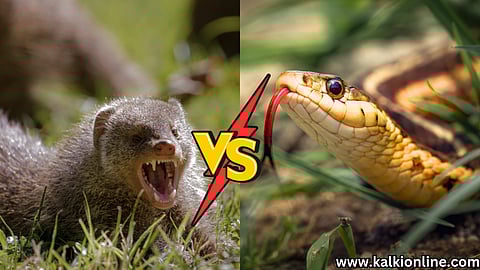 Mongoose Vs Snake