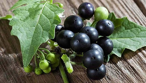 Do you know about the fruit called 'Makoy' and 'Black Nightshade'?