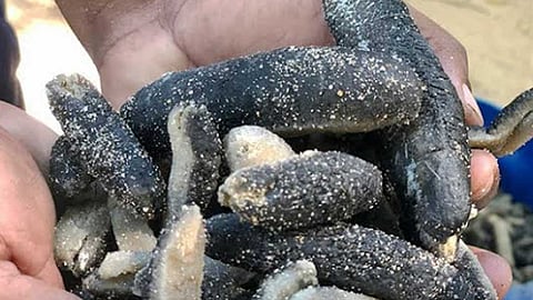 கடல் அட்டைகள்