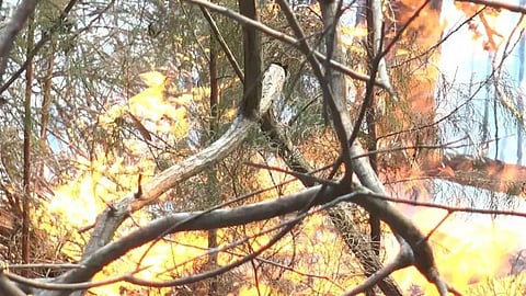 Coonoor Forest fire