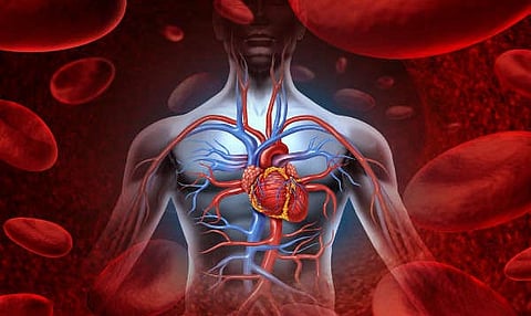 What are the 7 foods that increase blood volume in the body?