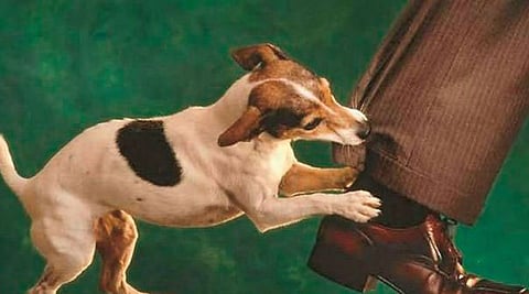 Do you know why dogs bite more in summer only?