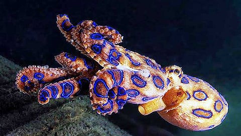 ப்ளு ரிங்கட்  ஆக்டோபஸ்...