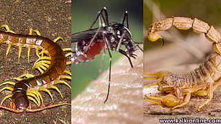 பூச்சிக் கடியா? இந்த 10 கைவசம் இருக்கா? உடனடியாக இதை மட்டும் செய்யுங்க!