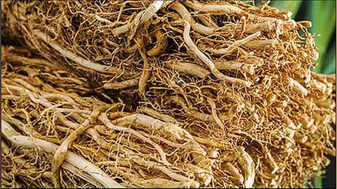 வெட்டிவேர்...