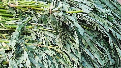 அகத்திக் கீரை...