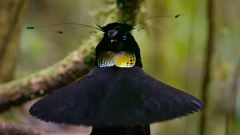 Dancing bird of paradise