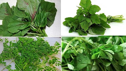 varieties of spinach