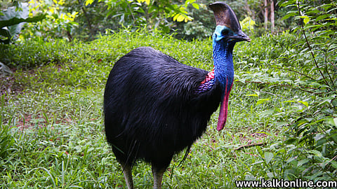 Cassowary: The most dangerous bird in the world.