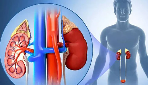 Causes and symptoms of kidney disease