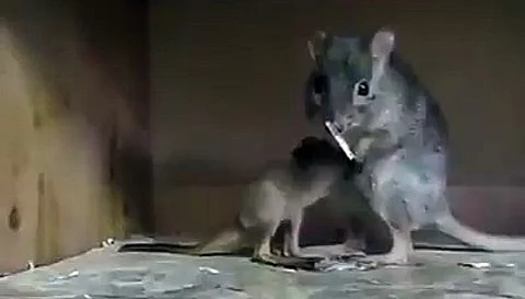 Kangaroo rats that do not drink water for life