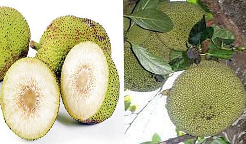 Pala Kaayil Irukkum Aaha Palangal!