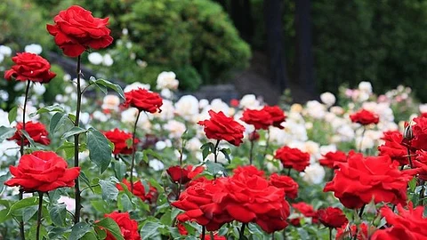 Red and white Roses in the field
