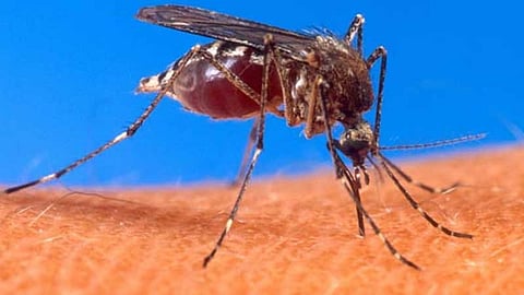 Malaria mosquito