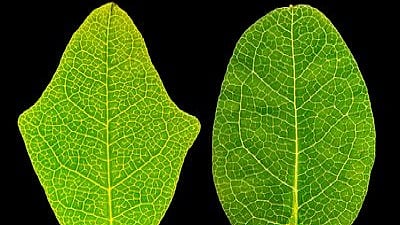 Boquila trifoliolata