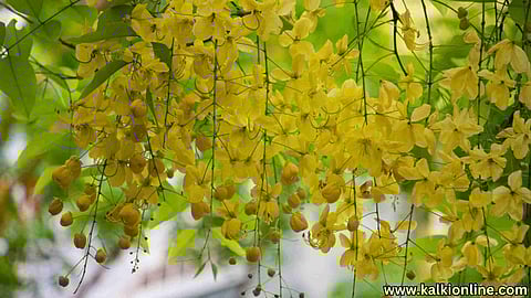 Cassia fistula Flowers