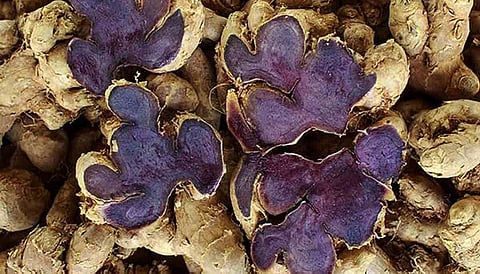 Benefits of Black Turmeric Loved by Goddess Kali