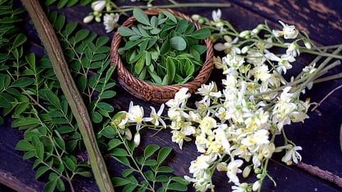 Moringa flower
